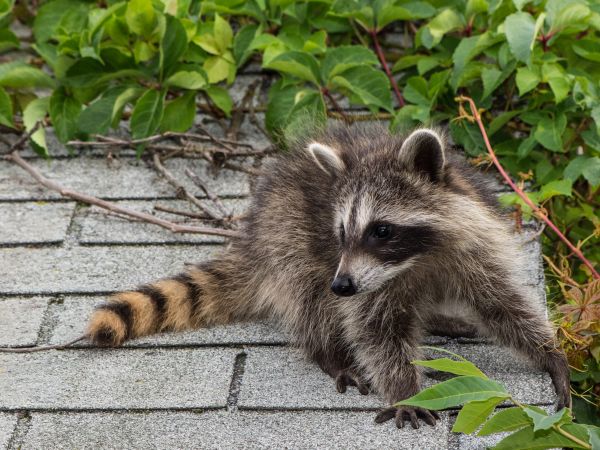 Everett Wildlife Removal